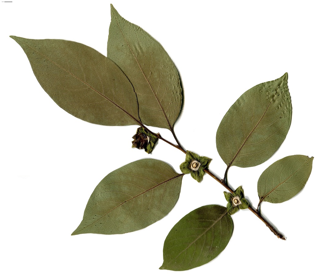 Diospyros lotus (Ebenaceae)